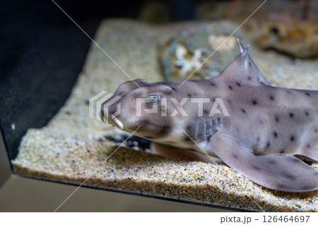 じっとしている小さなサメ　ホーンシャーク 126464697