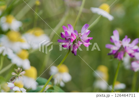 越年草マメ科ゲンゲの花 126464711
