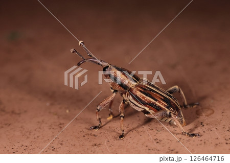 生き物　昆虫　シロスジオサゾウムシ、口吻を除く体長は一センチを超える。茶色、黒、白の縦筋模様が美しい 126464716