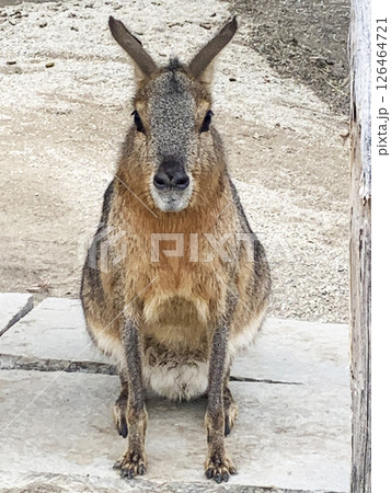正面から見たマーラ|座って見つめるパタゴニアのかわいい動物 正面から見たマーラ|座って見つめるパタゴニアのかわいい動物 126464721