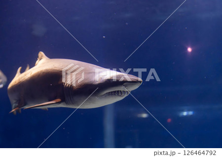 迫力あるシロワニの姿 126464792