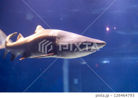 迫力あるシロワニの姿 126464793