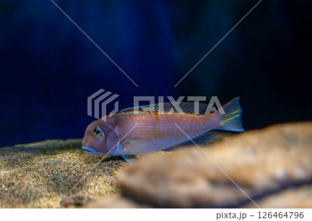 青く光る綺麗な魚 126464796