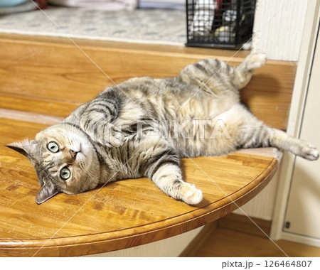 ベンチで仰向けに寝るキジ猫 126464807