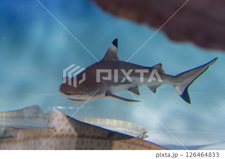 迫力あるツマグロの顔 126464833