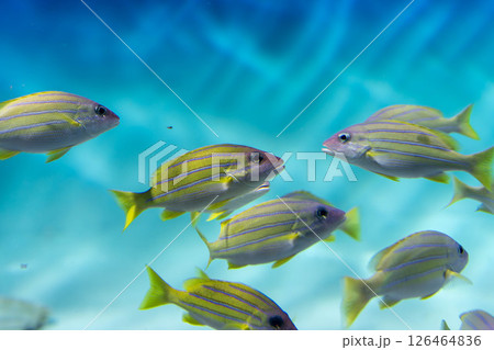 群れで泳ぐヨスジフエダイの姿 群れで泳ぐヨスジフエダイの姿 126464836