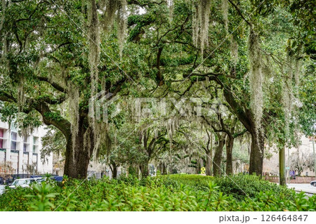 A street in Savannah A street in Savannah 126464847