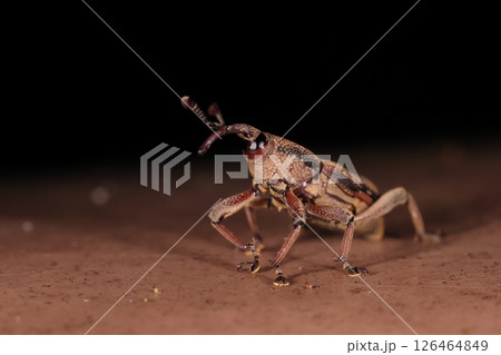 生き物　昆虫　シロスジオサゾウムシ、フィリピン原産。沖縄ではサトウキビに被害が出ているそうです 126464849