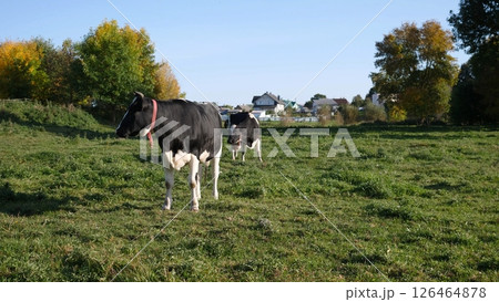 Two cows wander through a vibrant green pasture surrounded by trees and houses, enjoying a warm, sunny afternoon in the countryside. 126464878