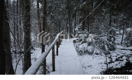 Snow covers the ground as a wooden boardwalk guides through a peaceful forest, flanked by large evergreen trees under a gray winter sky. 126464881
