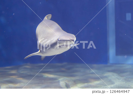 迫力あるシロワニの姿 126464947