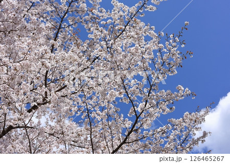 青空を背にした桜 126465267