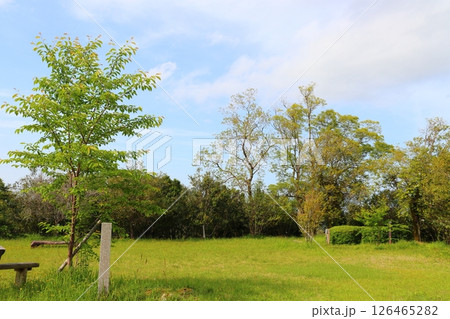 公園 草原 木 青空 雲 公園 草原 木 青空 雲 126465282