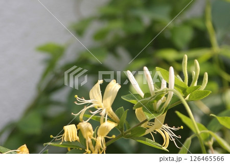 手入れが遅れて(2025.5.21) 白と黄色の花が咲いたのを目撃 スイカズラの流通名は忍冬 126465566