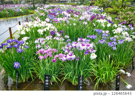 東京都 堀切菖蒲園 ほりきり葛飾菖蒲まつり 東京都 堀切菖蒲園 ほりきり葛飾菖蒲まつり 126465643