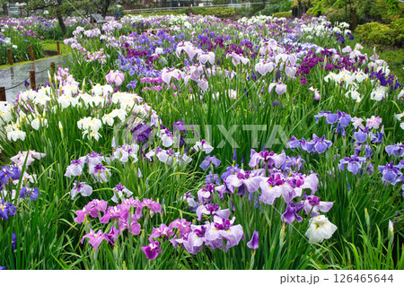 東京都 堀切菖蒲園 ほりきり葛飾菖蒲まつり 東京都 堀切菖蒲園 ほりきり葛飾菖蒲まつり 126465644