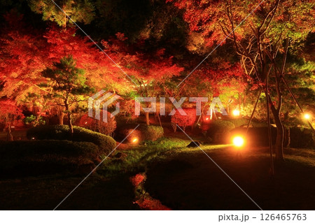 岩手県奥州市　えさし藤原の郷　紅葉ライトアップ 126465763