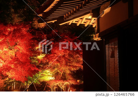 岩手県奥州市　えさし藤原の郷　紅葉ライトアップ 126465766