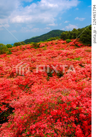 つつじが原(縦) つつじが原(縦) 126465794
