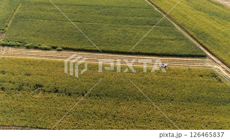 Aerial view of combine harvester cut crops in corn field. The combine harvester cuts the crop at its base. Aerial view of combine harvester cut crops in corn field. The combine harvester cuts the crop at its base. 126465837