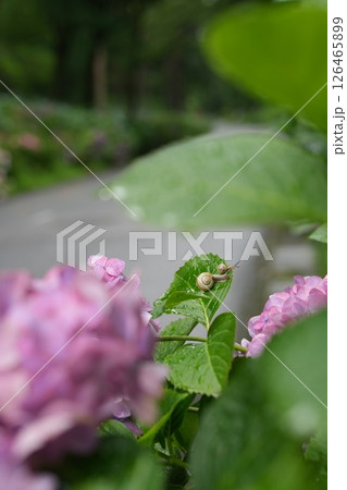 雨に濡れる紫陽花と親子のカタツムリ 雨に濡れる紫陽花と親子のカタツムリ 126465899