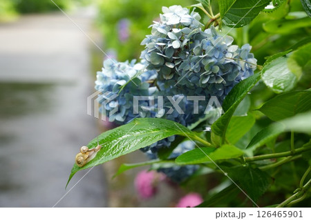 雨に濡れる紫陽花と親子のカタツムリ 126465901