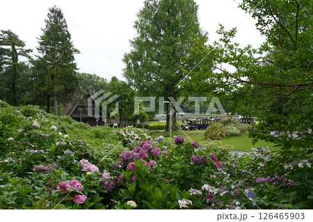 紫陽花のある風景 紫陽花のある風景 126465903
