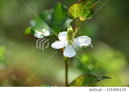 薬用植物ドクダミと朝露 126466128