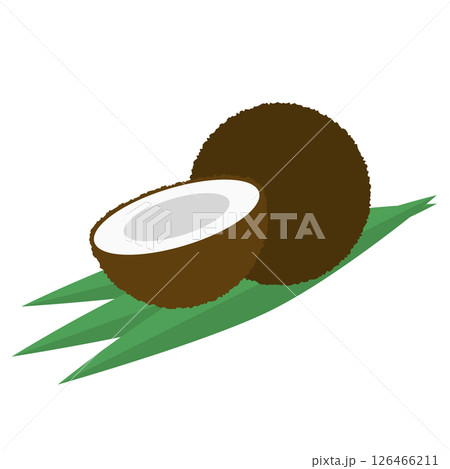 シンプルなココナッツのイラスト 126466211