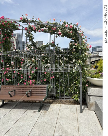 バラ園のベンチ 126466273