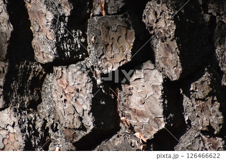 松の木肌をテーマにした背景素材 松の木肌をテーマにした背景素材 126466622