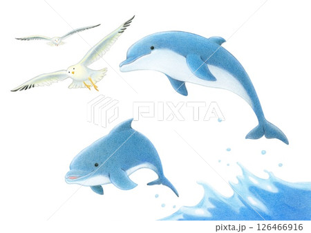 カモメとジャンプするイルカ　色鉛筆画 126466916