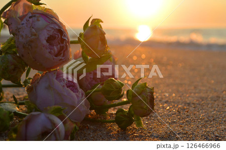 Rose flowers lying on sand of beach of sea shore coast at sunset dawn close-up. Blossoming blooming flowers of pink roses on sand of sea coast with setting rising sun. Romance mood romantic concept Rose flowers lying on sand of beach of sea shore coast at sunset dawn close-up. Blossoming blooming flowers of pink roses on sand of sea coast with setting rising sun. Romance mood romantic concept 126466966