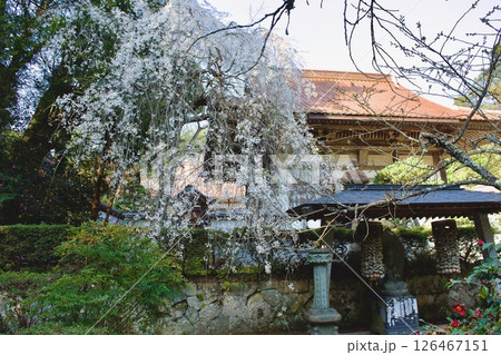 安来市 初春の雲樹寺の枝垂れ桜 安来市 初春の雲樹寺の枝垂れ桜 126467151