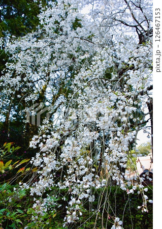 安来市 初春の雲樹寺の枝垂れ桜 安来市 初春の雲樹寺の枝垂れ桜 126467153