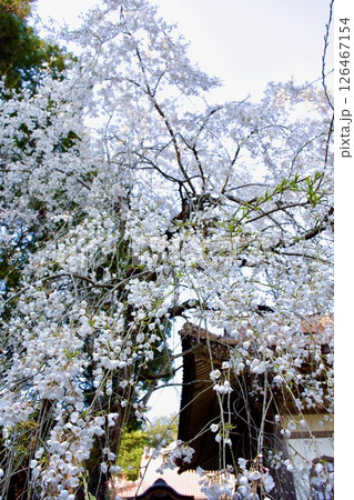 安来市　初春の雲樹寺の枝垂れ桜 126467154