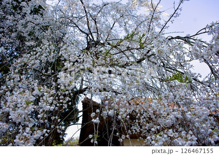 安来市　初春の雲樹寺の枝垂れ桜 126467155