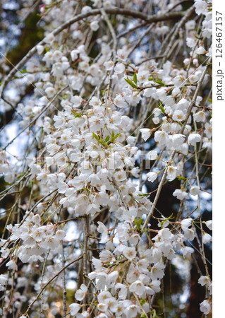 安来市 初春の雲樹寺の枝垂れ桜 安来市 初春の雲樹寺の枝垂れ桜 126467157