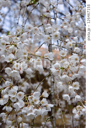 安来市 初春の雲樹寺の枝垂れ桜 安来市 初春の雲樹寺の枝垂れ桜 126467158