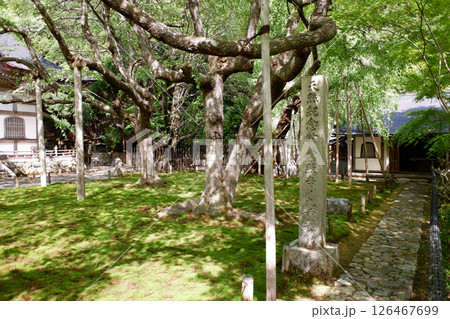 京都府　常照皇寺　九重桜 126467699