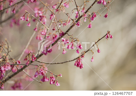 咲き始めた緋寒桜 126467707