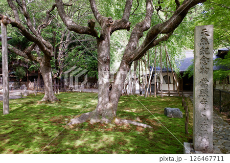 京都府 常照皇寺 九重桜 京都府 常照皇寺 九重桜 126467711