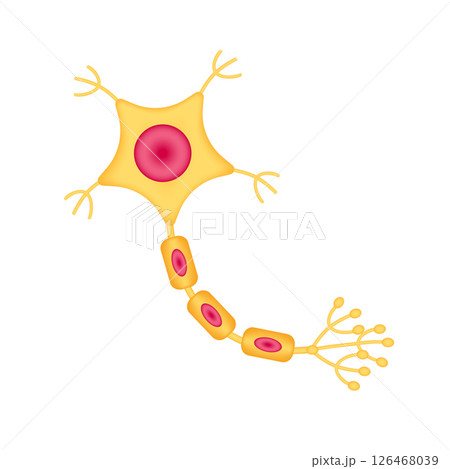 Human nerve cell anatomy model isolated on white background. Science and medical concept. For ads about health care. 3D icon vector illustration. Human nerve cell anatomy model isolated on white background. Science and medical concept. For ads about health care. 3D icon vector illustration. 126468039