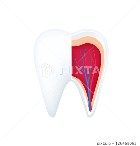 Cross section of human teeth organ anatomy model isolated on white background. Medicine and science concept. 3D icon vector illustration. For ads about health care. Cross section of human teeth organ anatomy model isolated on white background. Medicine and science concept. 3D icon vector illustration. For ads about health care. 126468063