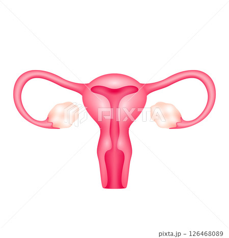 Female uterus internal organ anatomy model isolated on white background. Science and medical concept. For ads about health care. 3D icon vector illustration. Female uterus internal organ anatomy model isolated on white background. Science and medical concept. For ads about health care. 3D icon vector illustration. 126468089
