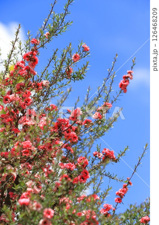 御柳梅(ギョリュウバイ)の花 御柳梅(ギョリュウバイ)の花 126468209