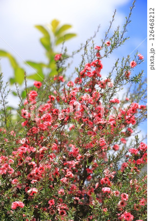 御柳梅(ギョリュウバイ)の花 御柳梅(ギョリュウバイ)の花 126468212