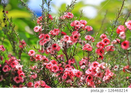 御柳梅(ギョリュウバイ)の花 御柳梅(ギョリュウバイ)の花 126468214