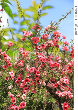 御柳梅(ギョリュウバイ)の花 御柳梅(ギョリュウバイ)の花 126468218