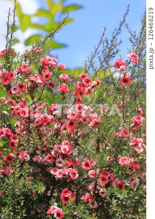 御柳梅（ギョリュウバイ）の花 126468219